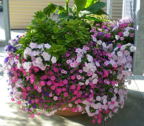 Petunia nana compacta -Dwarf Mixed Petunien - 500+ Seeds von SVI