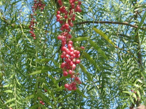 Pfeffer, Kalifornien Baum, Schinus Molle, Rosa Pfeffer, 10 Samen! Groco von SVI