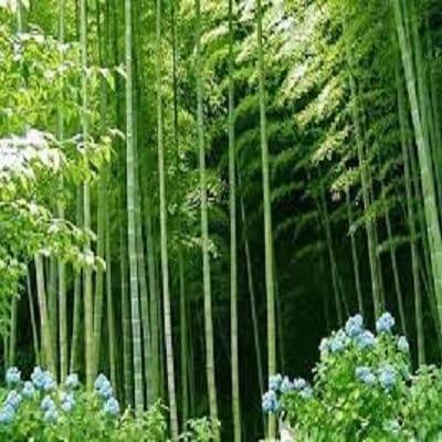 Phyllostachys edulis/Behaarung (MOSO) 100 Samen von SVI