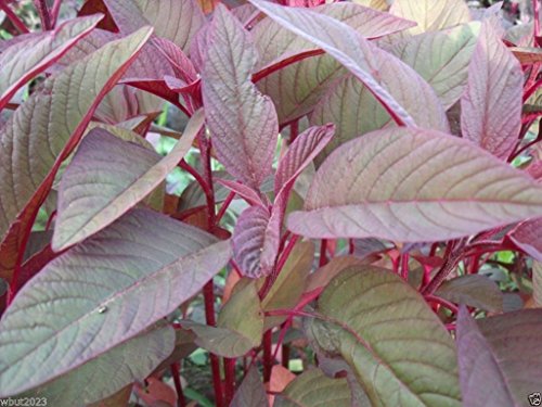 Polnisch Amaranth Samen, (Amaranth cruentus) Bio - Wärme liebende Gemüse - Rare (1000 Seeds) von SVI