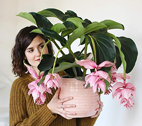 Portal Cool 30Pcs Bonsai Medinilla Magnifica Samen Schöne rosa Blüten-Blumen-Garten-Topf von SVI