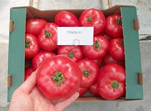 Portal Cool 50 Samen: Tomate Fenda F1 Samen Hybrid Rosa Tomaten 10 Samen oder 50 Samen von SVI