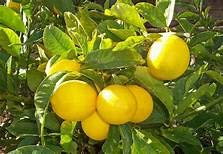 Portal Cool Gelb: 10 Stück/Beutel EÃŸbares Obst Meyer Zitrone Pflanzen Exotische Citrus Bonsai Lemon Tree Frische von SVI