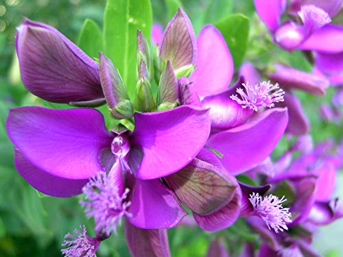 Portal Cool September Bush - Polygala Myrtifolia - 22 Samen - Blumen von FASH LADY