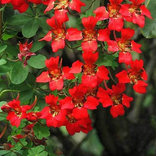 Portal Cool Tropaeolum Sceciosum - Scottish Flamme Blumen - 5 Samen - Halb Hardy Blume von SVI
