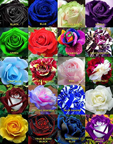 Portal Cool Zweifarbige WeiÃŸe Rose 50 Samen der Rosa - 65 Farben, wählen Sie Ihren Liebling von SVI