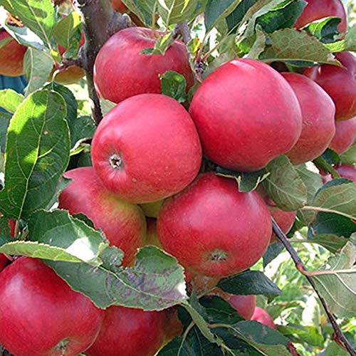 Promotion 30 Stück Bonsai Apfelbaum-Samen seltene Fruchtsamen Bonsai tree-- Amerika Red Delicious Apple Samen Garten für Blumentopf von SVI