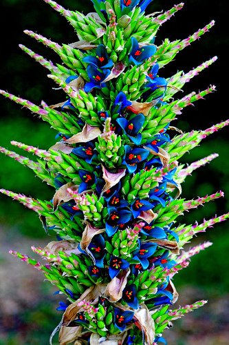 Puya berteroniana Alpestris Sapphire Turm Turqoiuse Blau 10 Samen Erstaunlich Blumen RARE! von SVI