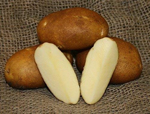 RUSSET NORKOTAH SEED POTATOES von SVI