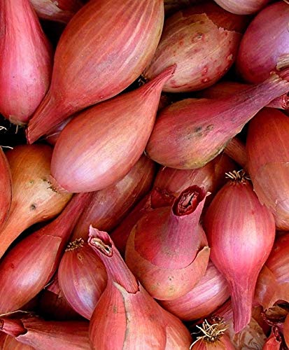 Red Ambition Schalotten 100,200, 400 Samen"" Erbstück Non-GMO“ von SVI