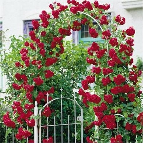 Red Climbing Rose Seeds Schöne Duftende Blüten * von SVI