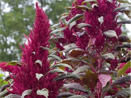 Red Garnet Amaranth"Amaranthus" 500 Seeds von SVI