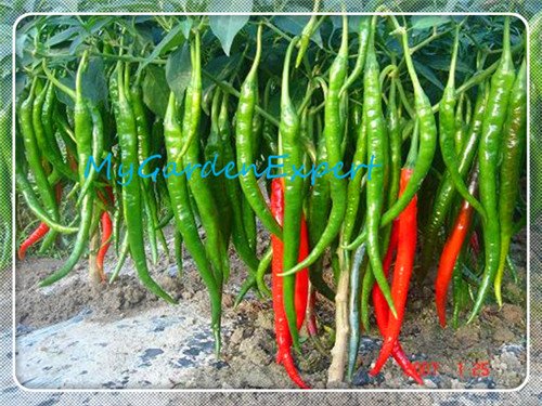 Riesen Hunan Langer Pfeffer Chili Pepper Samen 30pcs / bag Chili Samen Pfeffer-Samen, Paprika Bonsai Gemüse für Garten von SVI