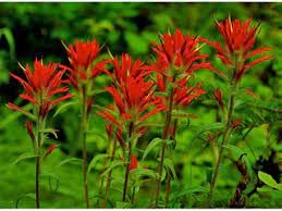 Riesen Red Indian Paintbrush Samen, Castilleja Miniata, Tiefrot übliche Farbe (100 Samen) von SVI