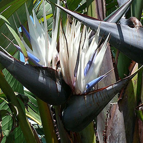 Riesen weiße Paradiesvogel Strelitzia nicolai Samen von SVI