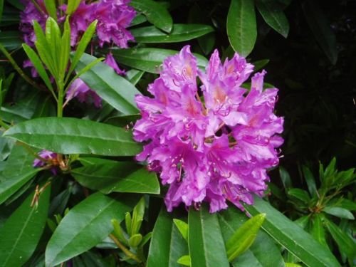 Rosebay Rhododendron, Rhododendron Maximum, 50 Samen von SVI