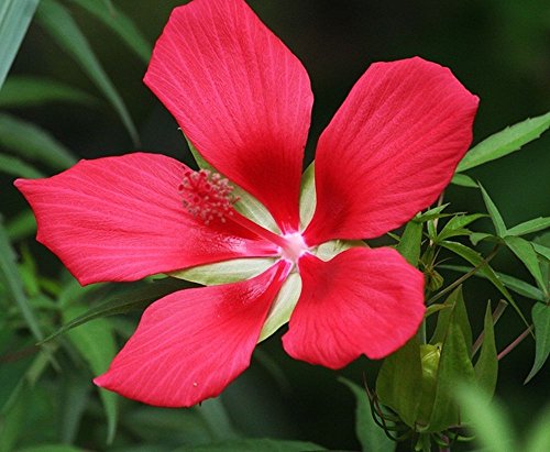 Rot Texas-Stern-Hibiscus Rose Mallow Erbstück Perennial Flower Garden 10 Samen von SVI