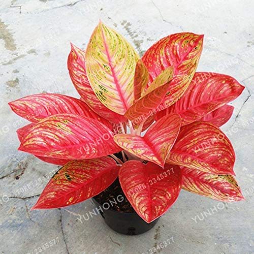 Rot: Svi Neue 50 PC Aglaonema Pflanzensamen für einfache Red To Grow von SVI