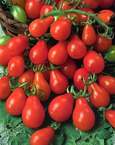 Rote Birnentomate Samen, Nicht-GVO-Heirloom Tomaten, Very Large Tasty 50ct Crops von SVI