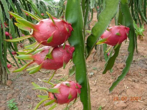 SD0534 Pitaya Samen, Süss pitayas Samen, Pitahaya Fruchtsamen, nicht gentechnisch verändertes Saatgut (20 Samen) von SVI