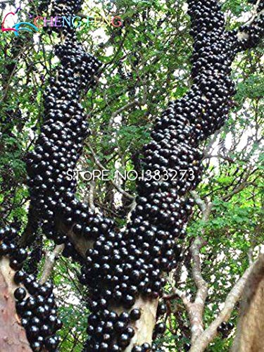 SVI Frisch 100pcs Essbare Jabuticaba Fruchtsamen zum Pflanzen schwarz 1 von SVI