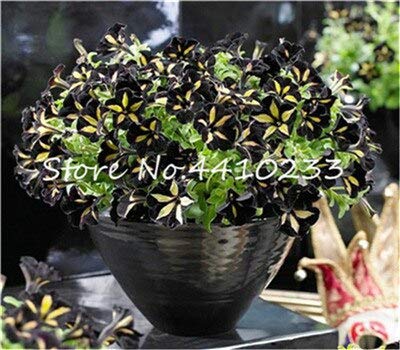 SVI Frische 100 Stück Petunia Blumensamen zum Anpflanzen Schwarz Gelb von SVI