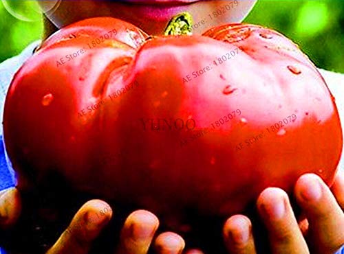 SVI Frische 100 Stück Riesen-Tomate Gemüsesamen zum Anpflanzen rot 1 von SVI