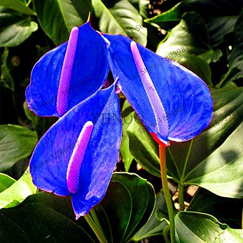 SVI Frische 100pcs Anthurium Pflanzensamen für das Pflanzen Blau von SVI