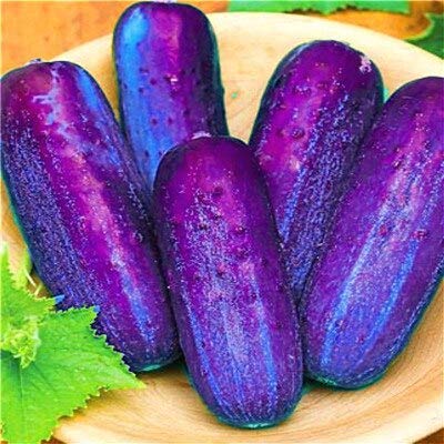 SVI Frische 100pcs Gurke Gemüse SEED zum Anpflanzen Blau lila von SVI