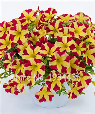 SVI Frische 100pcs Petunia Blumen-Samen zum Anpflanzen Gelbes rosa von SVI