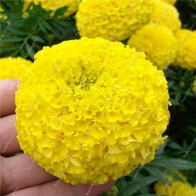 SVI Frische 200 Stück Marigold Tagetes Erecta Blumensamen zum Anpflanzen Kalk gelb von SVI