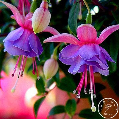 SVI Frische 50pcs Doppelblütenblätter Fuchsia SEEDS zum Anpflanzen Blau Rosa 1 von SVI