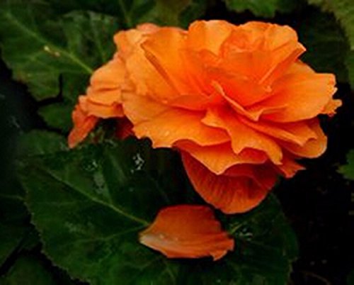 Begonia-Blumensamen 20 Stück Zwiebel Begonie Tuberosa Double Orange Double Herbst Aussaat oder Frühlingssaat von SVI