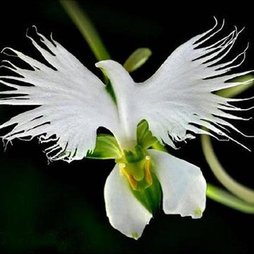 Aigrette Orchideen-Samen, weiße Orchideen-Samen, japanische Blüten-Samen, 200 Stück von SVI