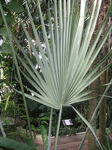 Sabal uresana Sonoran Palmetto Silver Blue Leaves Hardy Palm - 5 Samen von SVI