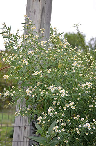 Samen/Packet 500 Aster lanceolatus PANICLED ASTER von SVI