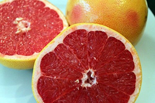 Samen Grapefruit - RUBINROT - Zitrusfrucht - Medizinische Leistungen - 10 Samen von SVI
