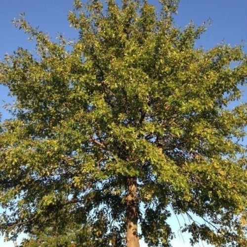 Samen und Farms (Quercus palustris) „Die Eiche Samen“ 25 Samen von SVI