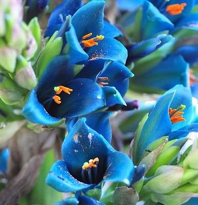 Sapphire Turm Puya alpestris exotischen ungewöhnlichen Blickfang, 10 Samen von SVI