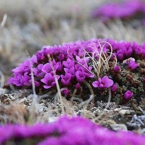 Saxifraga Lila Robe Blumensamen (Saxifraga Arendsii) 100 + Seeds von SVI