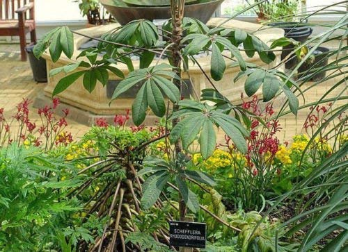 Schefflera rhododendrifolia impressa Hardy! Nicht arboricola actinophylla 5 Samen von SVI