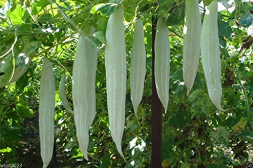 Schlangengurke, 10 Samen (Schlangenkürbis - White Ruhm) ~ Sehr selten! von SVI