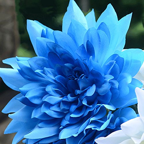 Schöne blaue Dahlie-Blumensamen von SVI