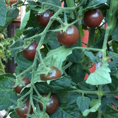 PinkdoseÂ Schwarze Tomaten.  Kumato Tomate - 25 Samen - Tomaten schneiden - spanische Heirloom von SVI