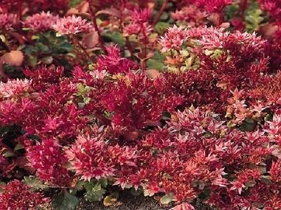 Sedum Samen Splendid Lila 500 Samen Bodendecker von SVI