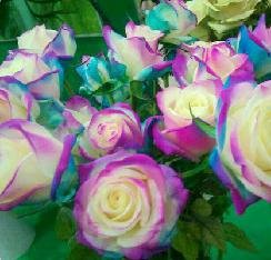 Seed Rose 17 Sorten Seltene farbige Rosen Sie können nicht den Balkon Topfrosen-Serie von Blumensamen 50 Stück verpassen von SVI