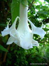 Seltene Brugmansien ARBOREA weiße Blume Engelstrompete Baum Fragrant Samen 10 Samen von SVI