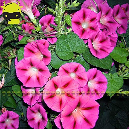 Seltene japanische Asagao Pink Morning Glory Blumensamen, 50 Samen/Pack, Ipomoea Nil jährliche Zierpflanzen von SVI