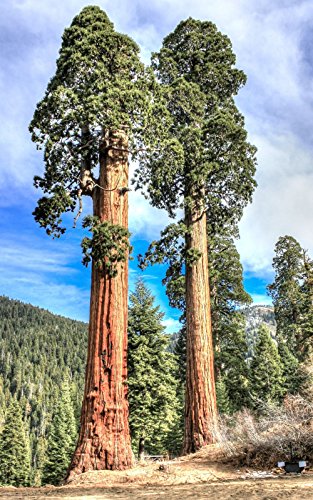 Sequoiadendron-giganteum-Riesen-Mammutbaum-Redwood-Wald-TREE-Holz-Samen-10-Samen von SVI