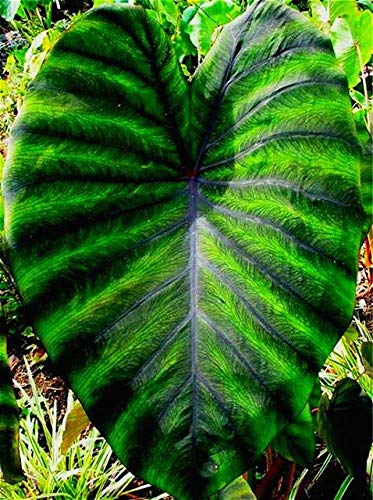 Shopmeeko Heirloom Alocasia Macrorrhiza Grün Riesen Taro Zimmerpflanzen Elefantenohren Taro Bonsai Gemüse Rare Calla Bonsai 20 Stück / Packung: Mehrfarbig von SVI